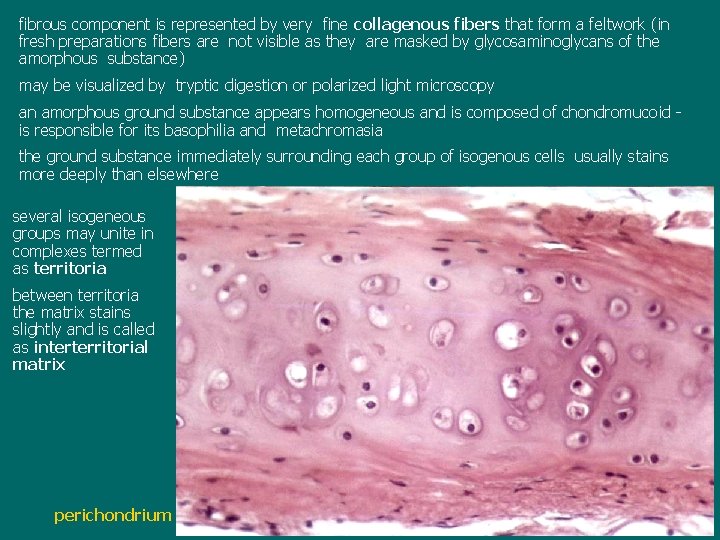 fibrous component is represented by very fine collagenous fibers that form a feltwork (in