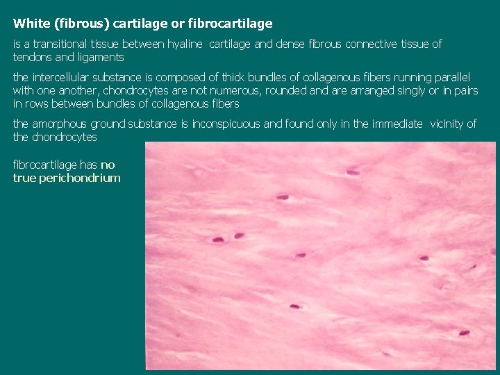 White (fibrous) cartilage or fibrocartilage is a transitional tissue between hyaline cartilage and dense