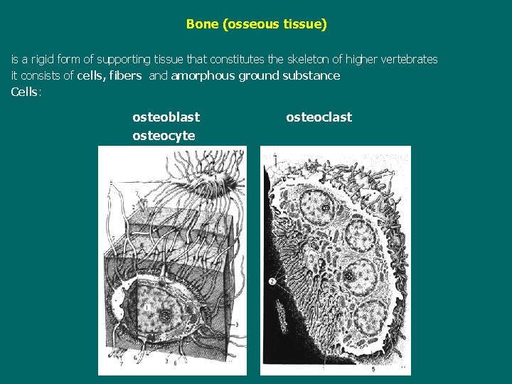 Bone (osseous tissue) is a rigid form of supporting tissue that constitutes the skeleton