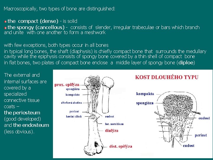 Macroscopically, two types of bone are distinguished: the compact (dense) - is solid the