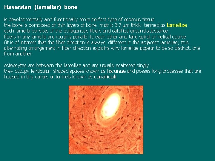 Haversian (lamellar) bone is developmentally and functionally more perfect type of osseous tissue the