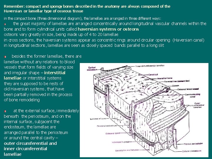 Remember: compact and spongy bones described in the anatomy are always composed of the