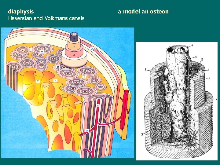 diaphysis Haversian and Volkmans canals a model an osteon 