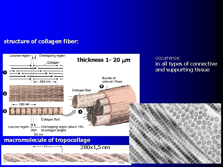 structure of collagen fiber: thickness 1 - 20 mm structure of fiber: macromolecule of