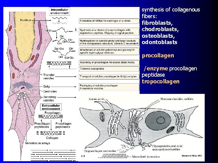 synthesis of collagenous fibers: fibroblasts, chodroblasts, osteoblasts, odontoblasts procollagen /enzyme procollagen peptidase tropocollagen 