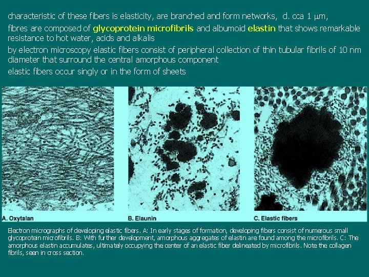 characteristic of these fibers is elasticity, are branched and form networks, d. cca 1