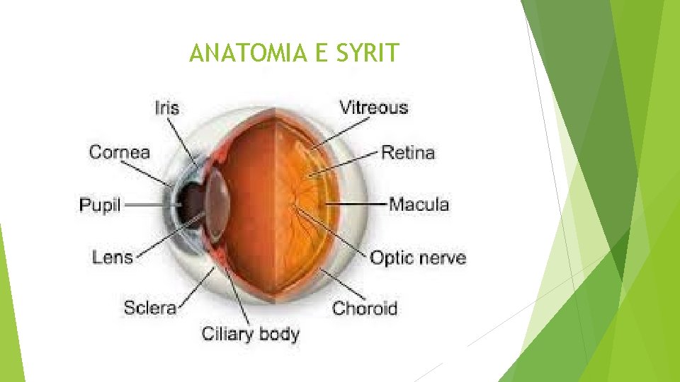ANATOMIA E SYRIT 