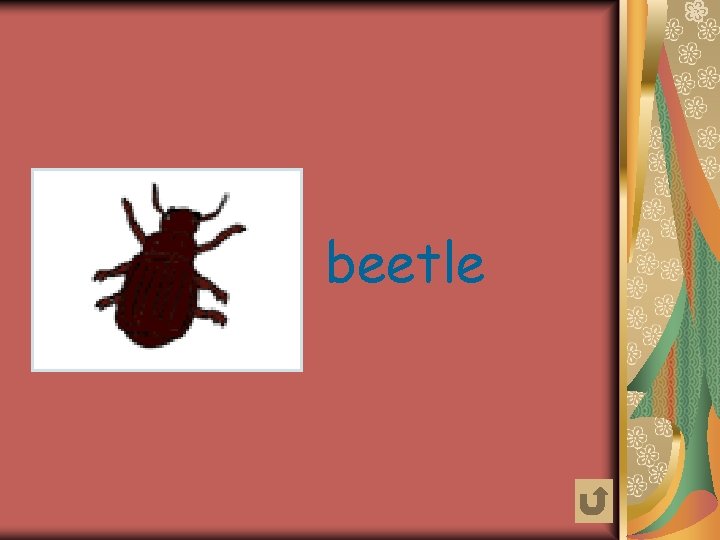 beetle 