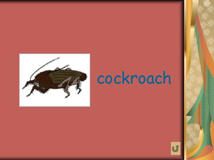 cockroach 