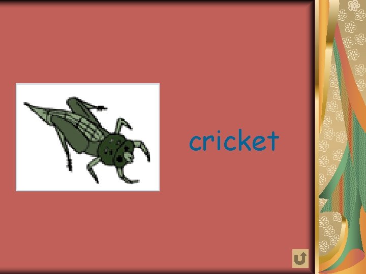 cricket 