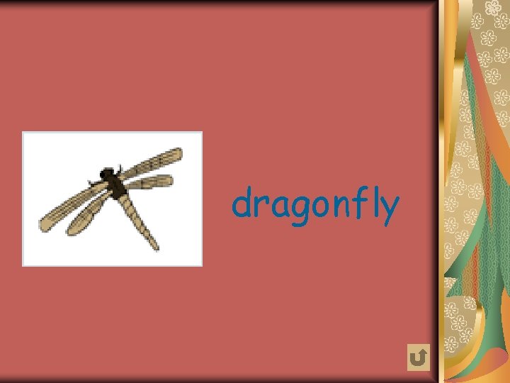 dragonfly 