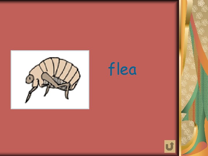 flea 