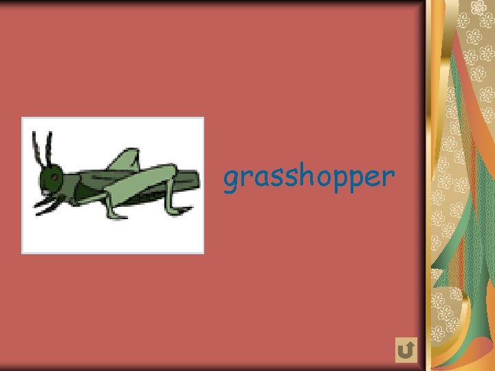 grasshopper 