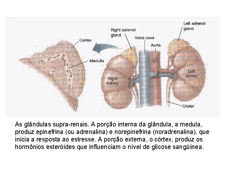 As glândulas supra-renais. A porção interna da glândula, a medula, produz epinefrina (ou adrenalina) As glândulas supra-renais. A porção interna da glândula, a medula, produz epinefrina (ou adrenalina)