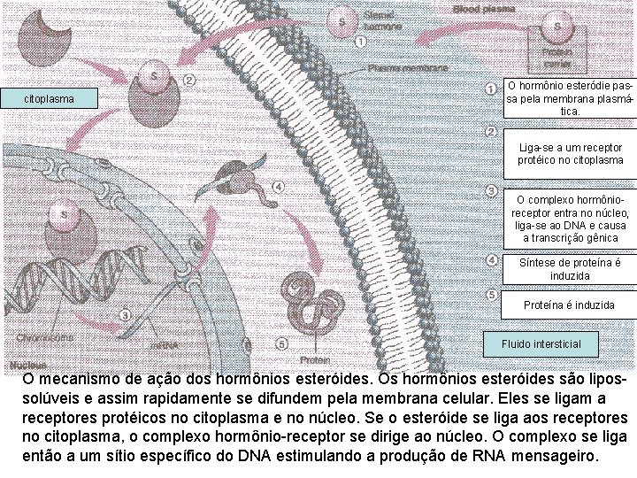 citoplasma O hormônio esteródie passa pela membrana plasmática. Liga-se a um receptor protéico no citoplasma O hormônio esteródie passa pela membrana plasmática. Liga-se a um receptor protéico no