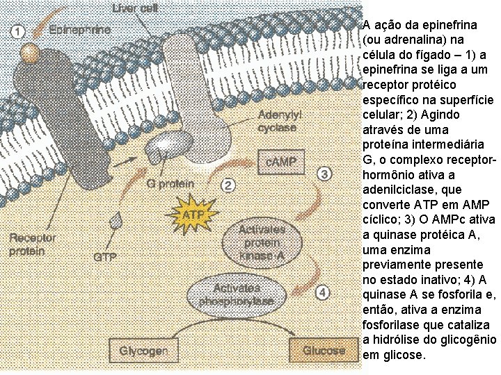 A ação da epinefrina (ou adrenalina) na célula do fígado – 1) a epinefrina A ação da epinefrina (ou adrenalina) na célula do fígado – 1) a epinefrina