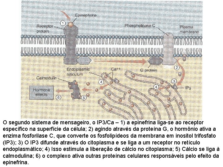 O segundo sistema de mensageiro, o IP 3/Ca – 1) a epinefrina liga-se ao O segundo sistema de mensageiro, o IP 3/Ca – 1) a epinefrina liga-se ao