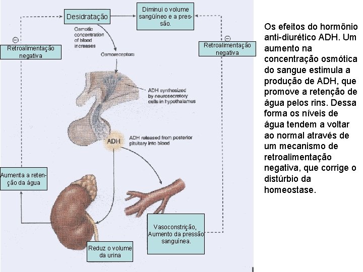 Desidratação Diminui o volume sangüíneo e a pressão. Retroalimentação negativa Aumenta a retenção da Desidratação Diminui o volume sangüíneo e a pressão. Retroalimentação negativa Aumenta a retenção da