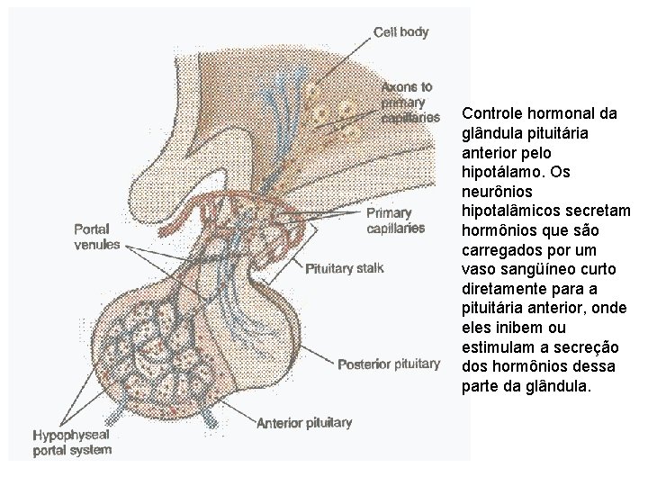 Controle hormonal da glândula pituitária anterior pelo hipotálamo. Os neurônios hipotalâmicos secretam hormônios que Controle hormonal da glândula pituitária anterior pelo hipotálamo. Os neurônios hipotalâmicos secretam hormônios que