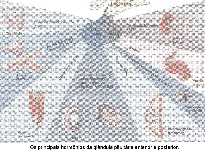 Os principais hormônios da glândula pituitária anterior e posterior. Os principais hormônios da glândula pituitária anterior e posterior.