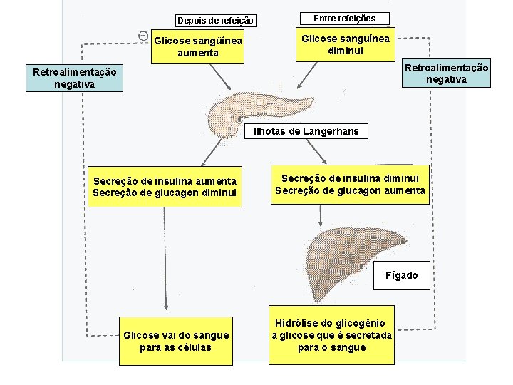 Depois de refeição Glicose sangüínea aumenta Entre refeições Glicose sangüínea diminui Retroalimentação negativa Ilhotas Depois de refeição Glicose sangüínea aumenta Entre refeições Glicose sangüínea diminui Retroalimentação negativa Ilhotas