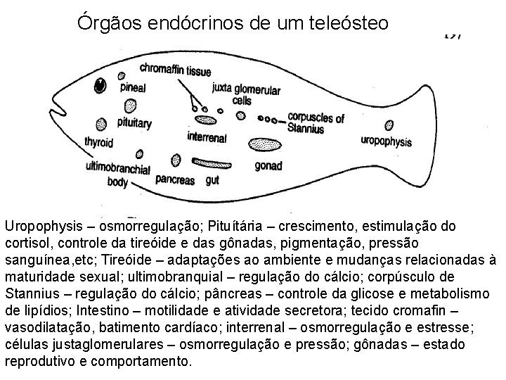 Órgãos endócrinos de um teleósteo Uropophysis – osmorregulação; Pituítária – crescimento, estimulação do cortisol, Órgãos endócrinos de um teleósteo Uropophysis – osmorregulação; Pituítária – crescimento, estimulação do cortisol,