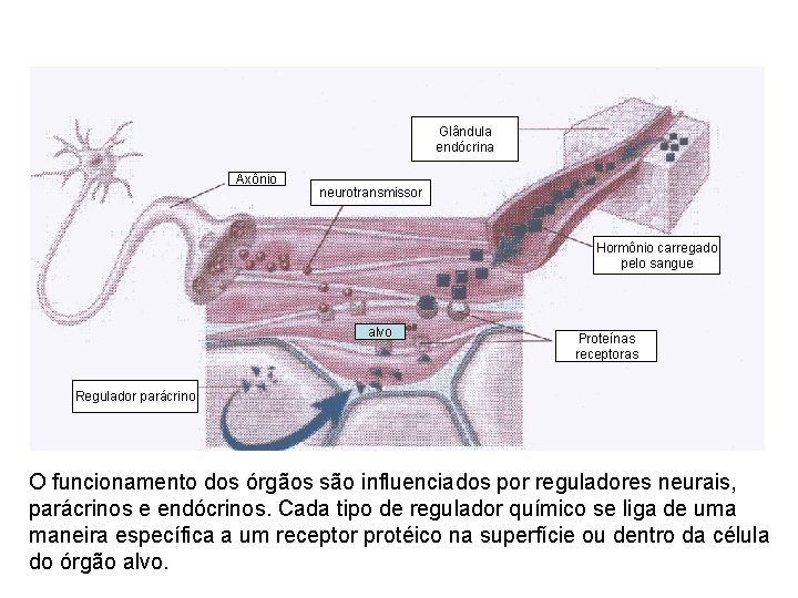 Glândula endócrina Axônio neurotransmissor Hormônio carregado pelo sangue alvo Proteínas receptoras Regulador parácrino O Glândula endócrina Axônio neurotransmissor Hormônio carregado pelo sangue alvo Proteínas receptoras Regulador parácrino O