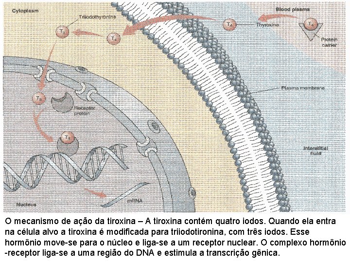 O mecanismo de ação da tiroxina – A tiroxina contém quatro iodos. Quando ela O mecanismo de ação da tiroxina – A tiroxina contém quatro iodos. Quando ela