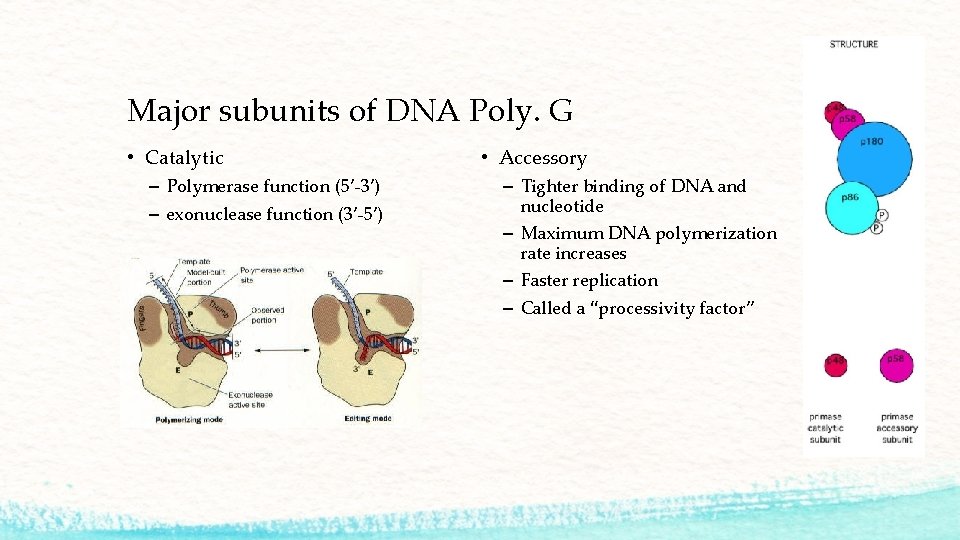 Major subunits of DNA Poly. G • Catalytic – Polymerase function (5’-3’) – exonuclease