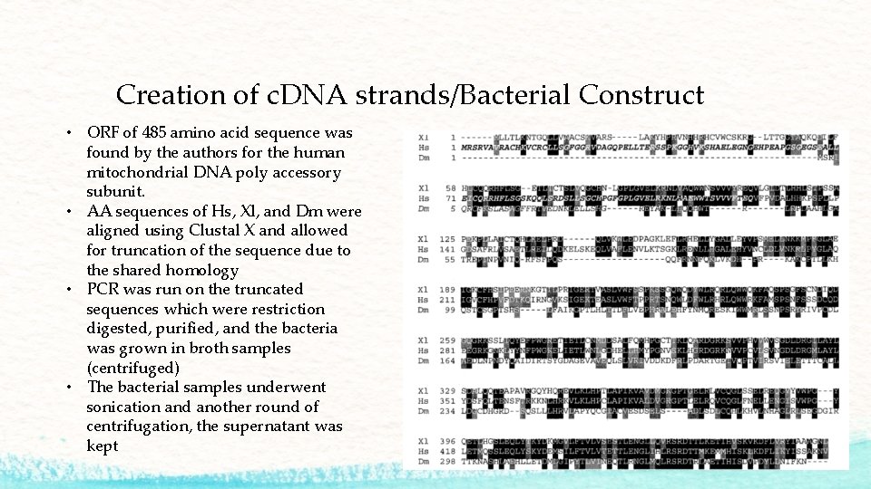 Creation of c. DNA strands/Bacterial Construct • ORF of 485 amino acid sequence was