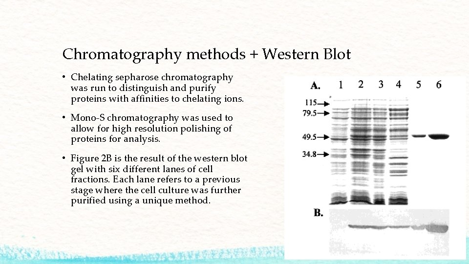Chromatography methods + Western Blot • Chelating sepharose chromatography was run to distinguish and