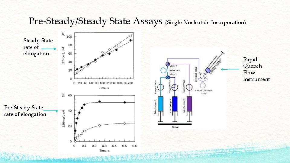 Pre-Steady/Steady State Assays (Single Nucleotide Incorporation) Steady State rate of elongation Pre-Steady State rate
