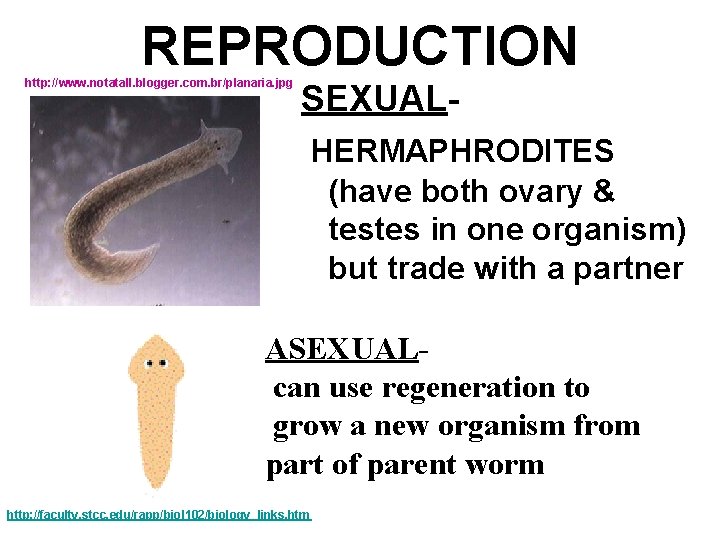 REPRODUCTION http: //www. notatall. blogger. com. br/planaria. jpg SEXUALHERMAPHRODITES (have both ovary & testes