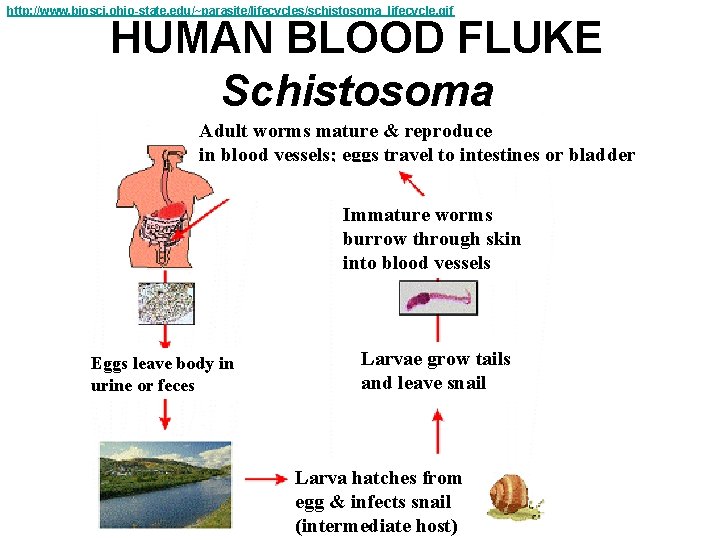 http: //www. biosci. ohio-state. edu/~parasite/lifecycles/schistosoma_lifecycle. gif HUMAN BLOOD FLUKE Schistosoma Adult worms mature &