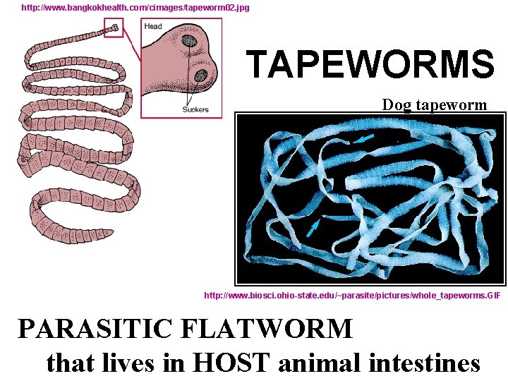 http: //www. bangkokhealth. com/cimages/tapeworm 02. jpg TAPEWORMS Dog tapeworm http: //www. biosci. ohio-state. edu/~parasite/pictures/whole_tapeworms.