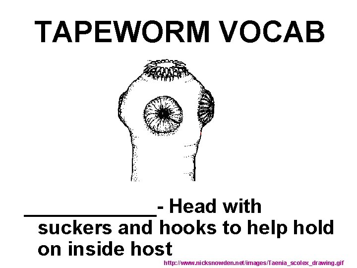 TAPEWORM VOCAB ______- Head with suckers and hooks to help hold on inside host