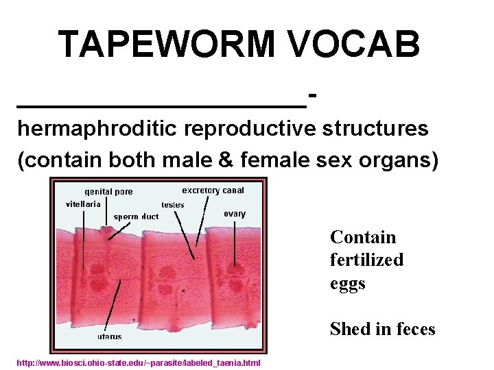 TAPEWORM VOCAB __________hermaphroditic reproductive structures (contain both male & female sex organs) Contain fertilized