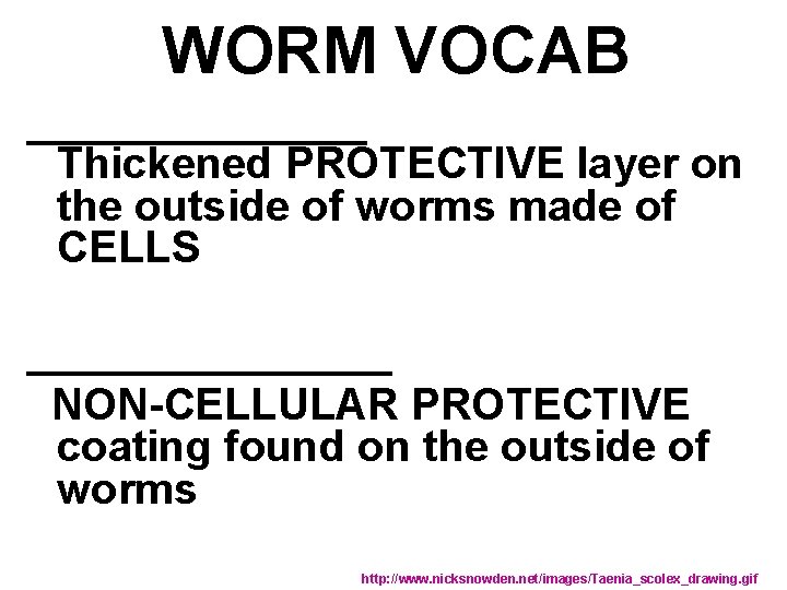 WORM VOCAB _______ Thickened PROTECTIVE layer on the outside of worms made of CELLS