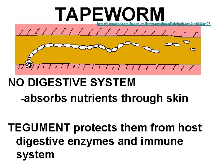 TAPEWORM http: //curezone. com/image_gallery/parasites/all/default. asp? i=66&n=75 NO DIGESTIVE SYSTEM -absorbs nutrients through skin TEGUMENT