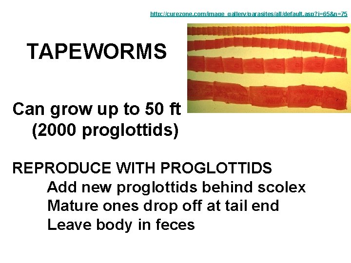 http: //curezone. com/image_gallery/parasites/all/default. asp? i=65&n=75 TAPEWORMS Can grow up to 50 ft (2000 proglottids)