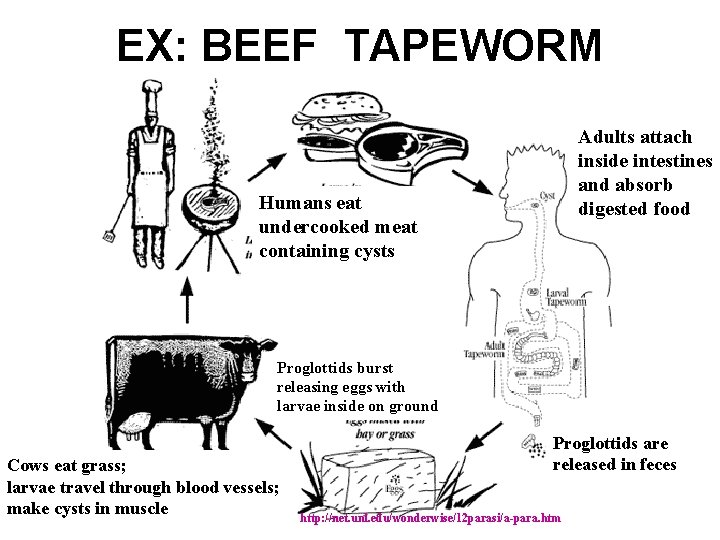 EX: BEEF TAPEWORM Adults attach inside intestines and absorb digested food Humans eat undercooked