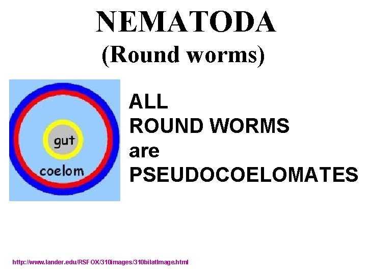 NEMATODA (Round worms) ALL ROUND WORMS are PSEUDOCOELOMATES http: //www. lander. edu/RSFOX/310 images/310 bilat.