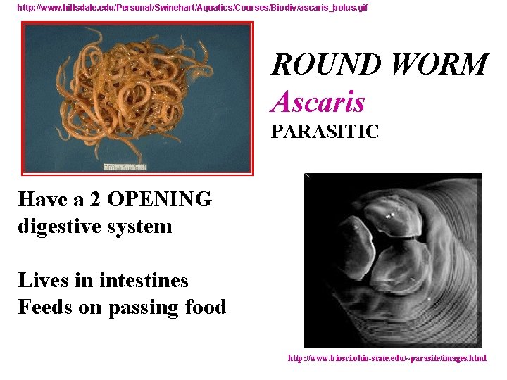 http: //www. hillsdale. edu/Personal/Swinehart/Aquatics/Courses/Biodiv/ascaris_bolus. gif ROUND WORM Ascaris PARASITIC Have a 2 OPENING digestive