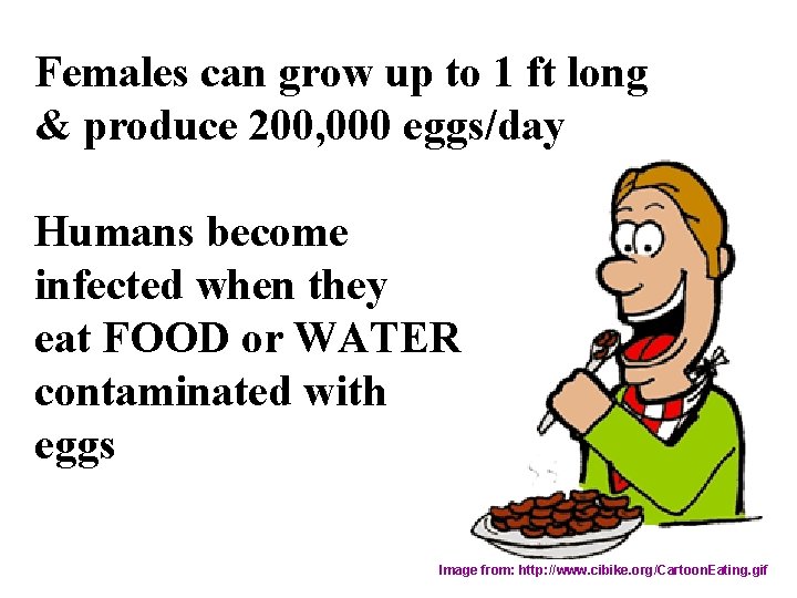 Females can grow up to 1 ft long & produce 200, 000 eggs/day Humans