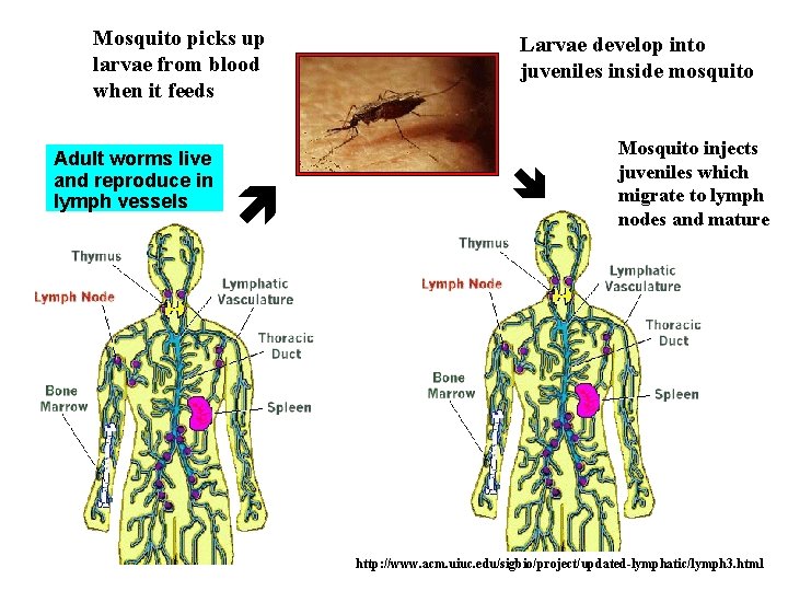 Mosquito picks up larvae from blood when it feeds Adult worms live and reproduce