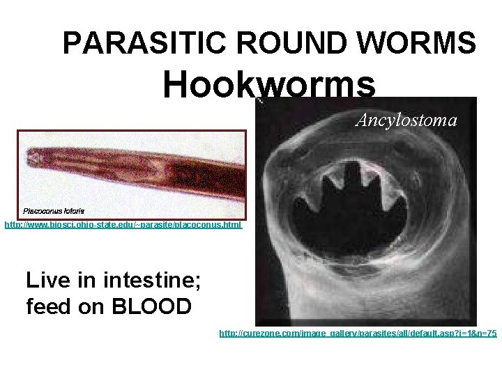PARASITIC ROUND WORMS Hookworms Ancylostoma http: //www. biosci. ohio-state. edu/~parasite/placoconus. html Live in intestine;