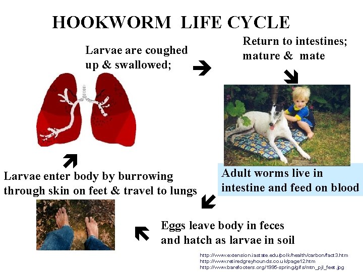 HOOKWORM LIFE CYCLE Larvae are coughed up & swallowed; Larvae enter body by burrowing