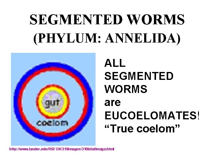 SEGMENTED WORMS (PHYLUM: ANNELIDA) ALL SEGMENTED WORMS are EUCOELOMATES! “True coelom” http: //www. lander.