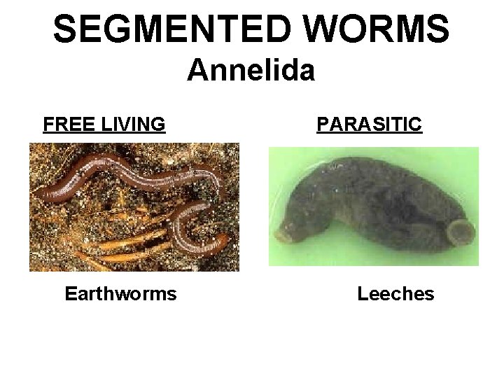 SEGMENTED WORMS Annelida FREE LIVING Earthworms PARASITIC Leeches 