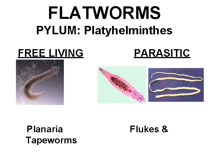 FLATWORMS PYLUM: Platyhelminthes FREE LIVING Planaria Tapeworms PARASITIC Flukes & 